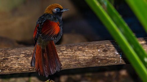 Close-up of parrot perching on wood