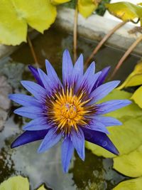 High angle view of purple flower in water