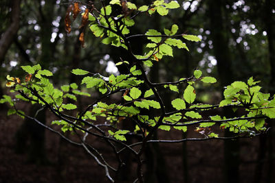 Close-up of leaves on tree in forest