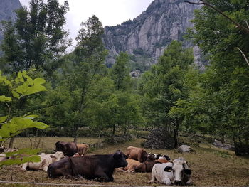 Cows grazing on land