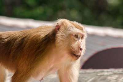 Close-up of monkey