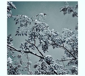 Low angle view of tree against clear sky