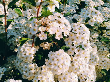 Close-up of white cherry blossom