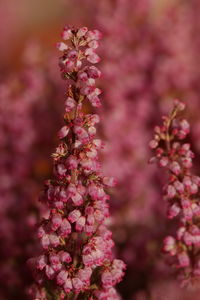 Close-up of pink cherry blossoms