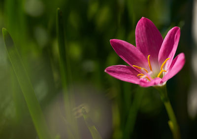 Close-up of pink lotus water lily