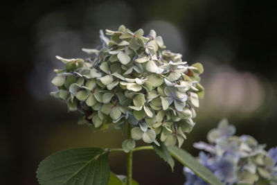 Close-up of fresh white hydrangeas