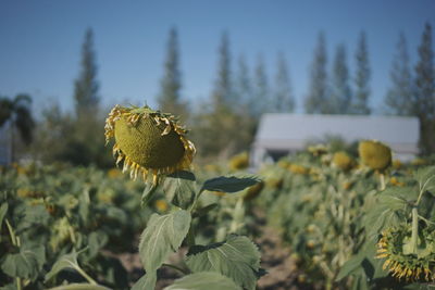 Close-up of plant