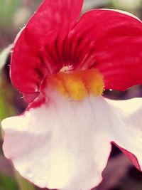 Close-up of red flower