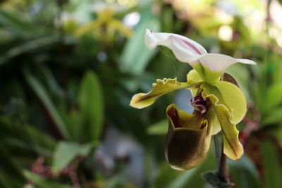 Close-up of flowering plant