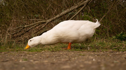 Close-up low level view of aylesbury pekin peking american domestic duck ducks swimming in lake