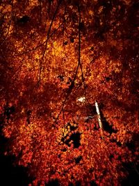 Close-up of trees during autumn