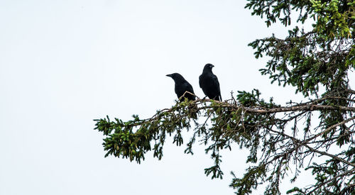 Low angle view of bird perching on tree against clear sky