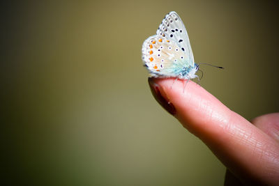 Close-up of butterfly on hand