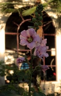 Close-up of pink flowers