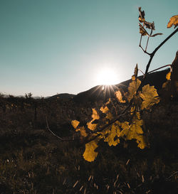 Plants growing on land against sky during sunset