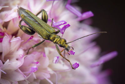 Oedemera nobilis posing on a little flower