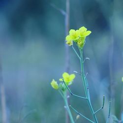 Close-up of yellow flowers blooming outdoors