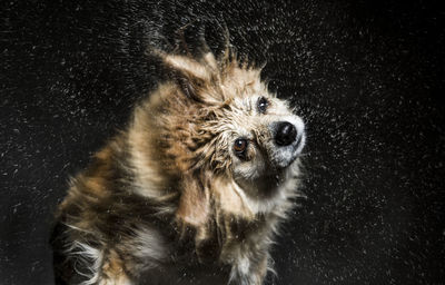 Close-up of wet dog shaking off water