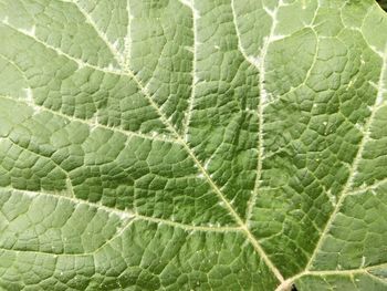 Full frame shot of green leaves