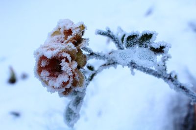 Close-up of snow covered plant january 2016 