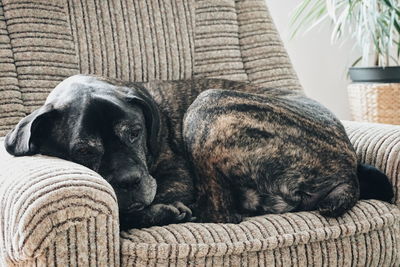 Dog sleeping on sofa at home