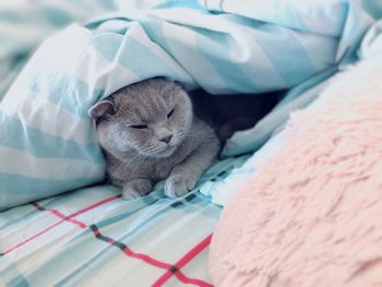 Cat resting on bed