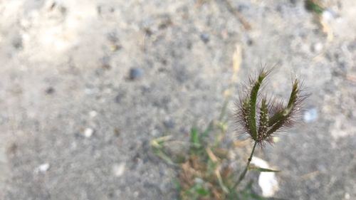 Close-up of plant against blurred background