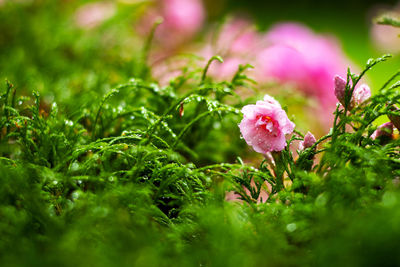 Close-up of wet pink flowering plants