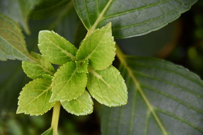 Close-up of green leaves