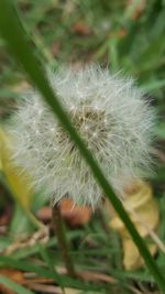 Close-up of dandelion against blurred background