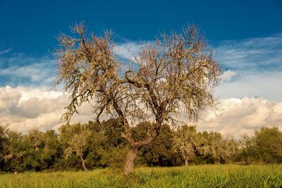 Trees on field against sky