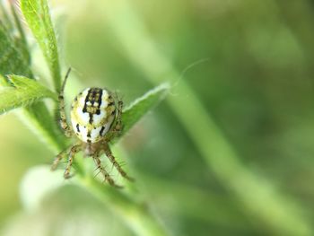 Macro shot of spider on plant