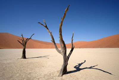 Bare tree in desert against clear blue sky