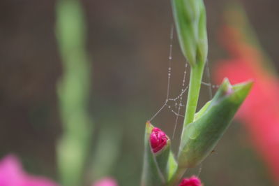 Close-up of insect on spider web