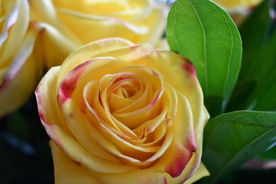 Close-up of yellow rose flower