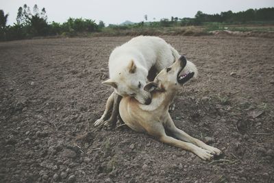 Dogs playing on field