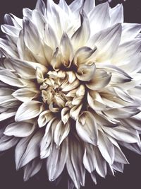 Close-up of white dahlia