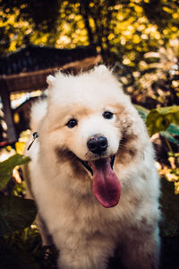 Close-up portrait of a dog