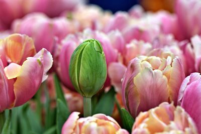 Close-up of pink tulips