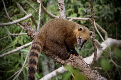 View of a nasua nasua on a tree branch