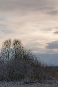 Bare trees on snow covered field against sky