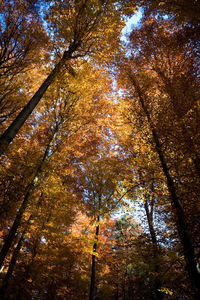 Low angle view of trees in forest