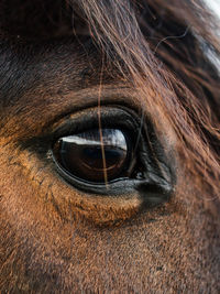 Close-up of horse eye