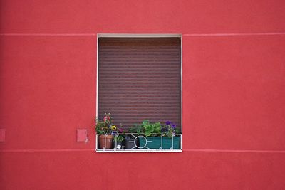 Potted plant on window of building