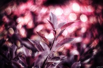 Close-up of plant against blurred background