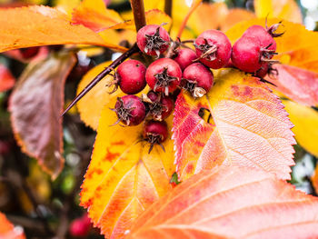 Close-up of berries growing on tree during autumn