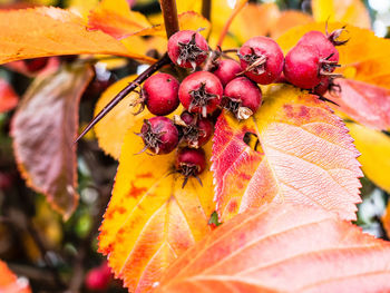 Close-up of berries growing on tree during autumn