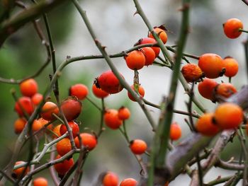 Close-up of berries growing on tree