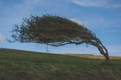 Tree on landscape against sky