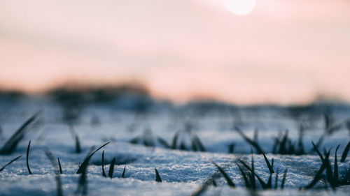 Close-up of frozen field against sky during sunset